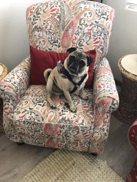 /images/uploads/pug nation rescue of los angeles/pugnation2021/entries/15153thumb.jpg